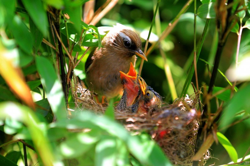 白領(lǐng)鳳鹛圖片