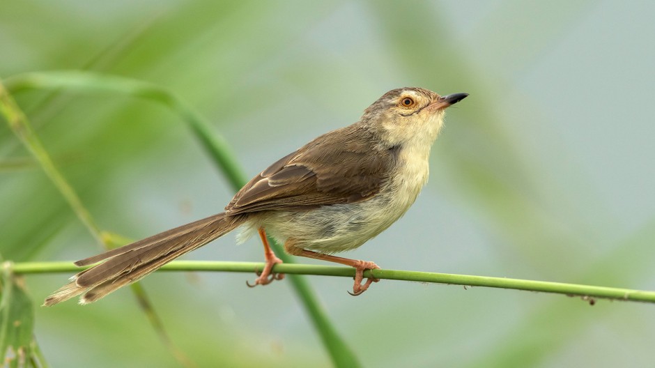 鳥類動物長尾山鷦鶯高清圖片