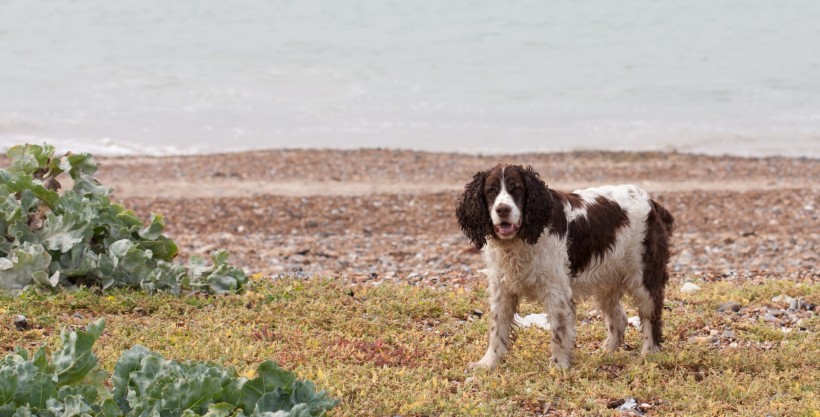 英国跳猎犬图片