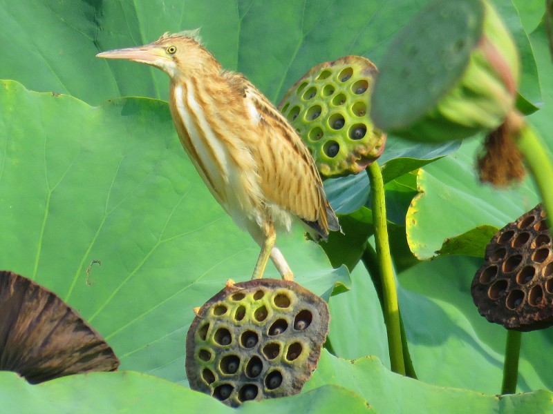 黃葦鳽圖片