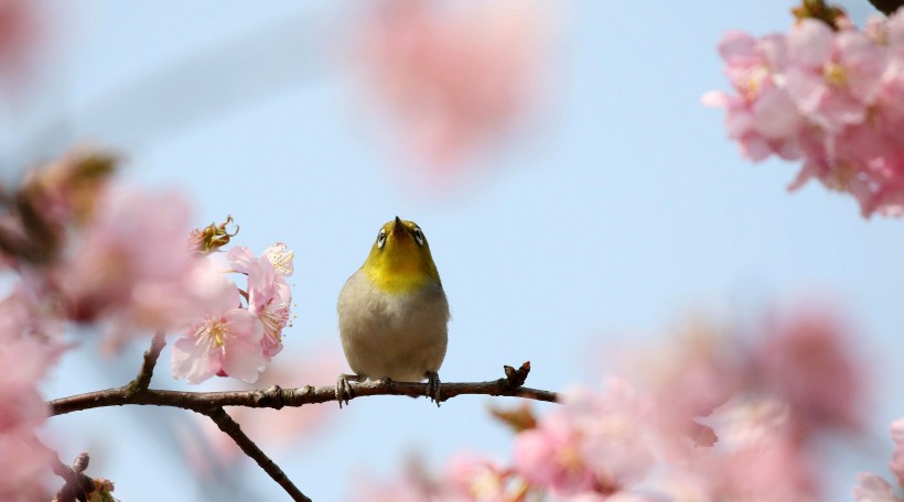 櫻花樹上的繡眼鳥圖片