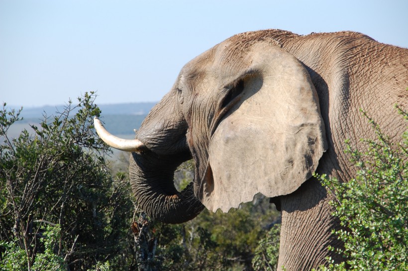 south-africa-wild-nature-wildlife-68166