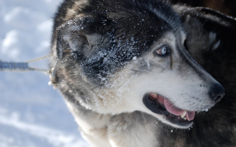 乖巧聽話的巨型雪橇犬圖片