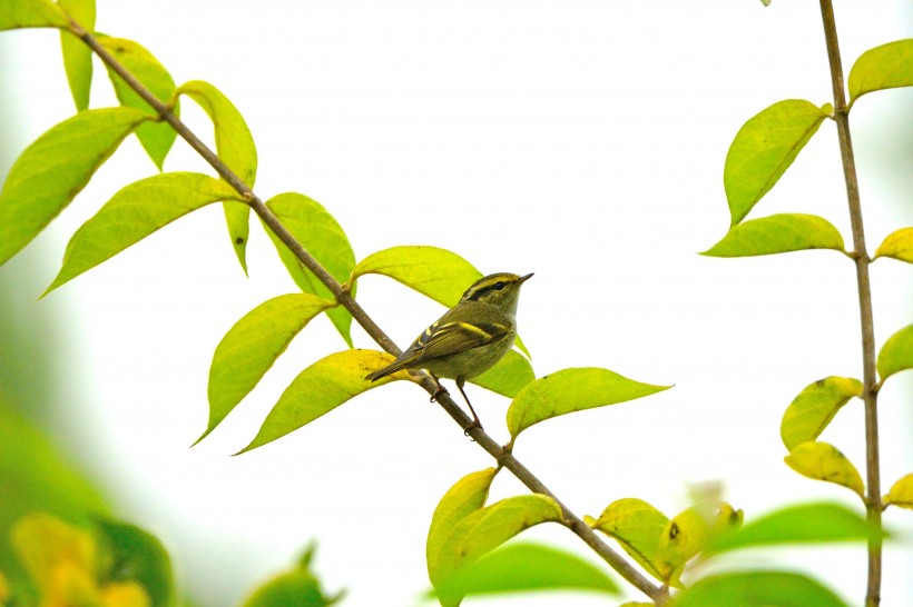 黃腰柳鶯鳥類圖片