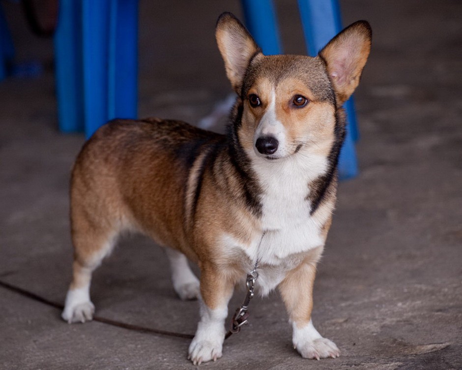 可爱小动物柯基犬