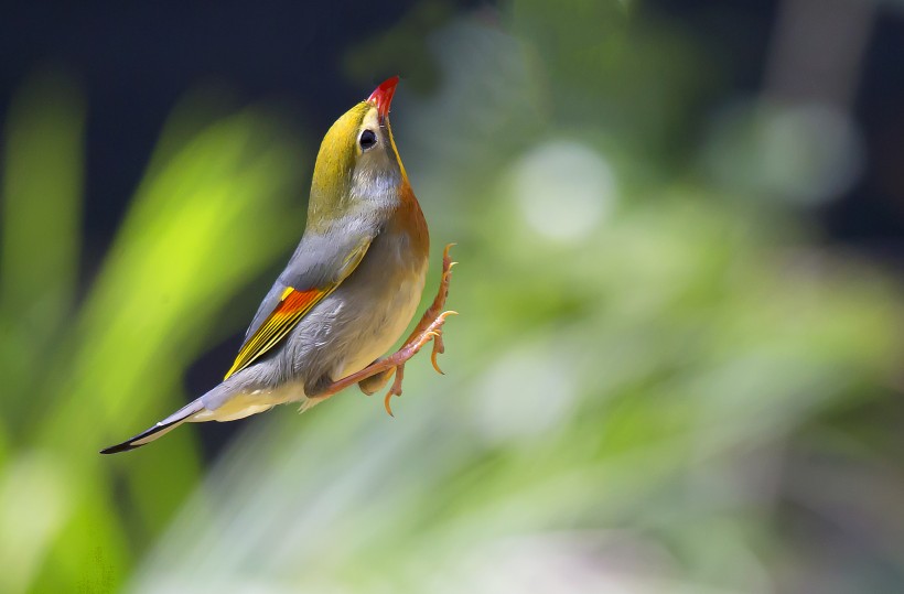 相思鳥圖片