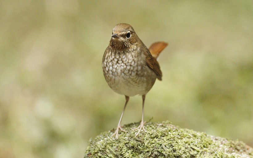 紅尾歌鴝鳥類圖片