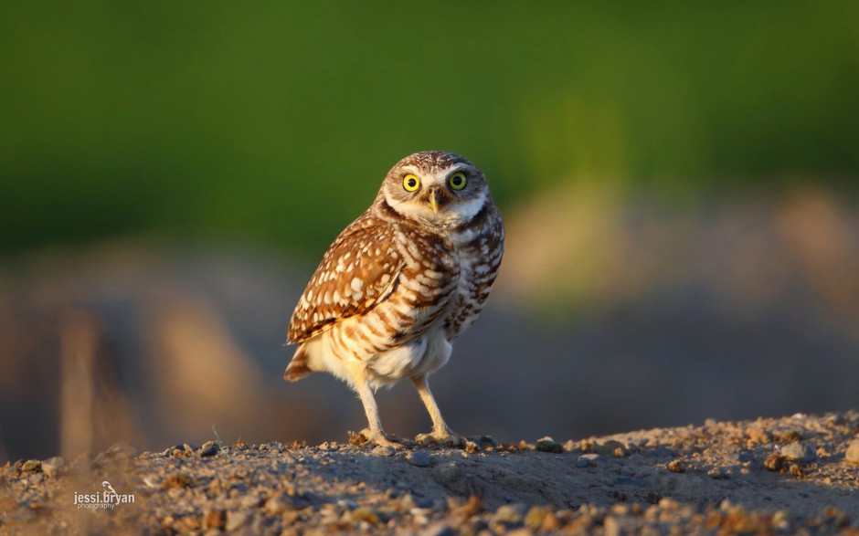 東北野生鳥類圖片高清攝影