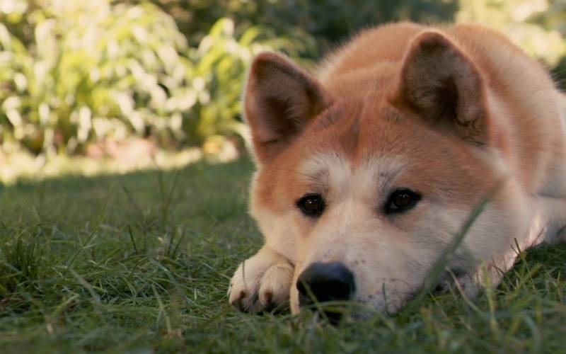 秋田犬嬉戏玩耍可爱高清桌面动物壁纸