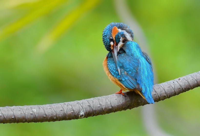 翠鳥圖片