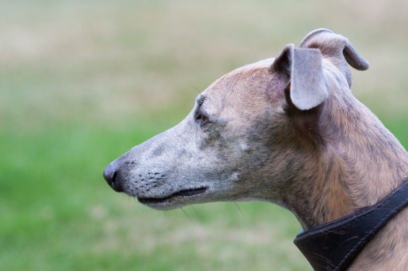 惠比特犬图片