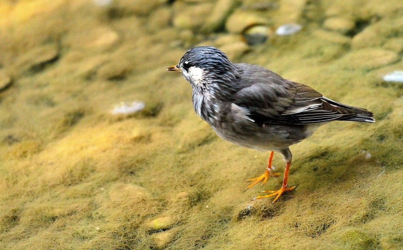 灰椋鳥圖片