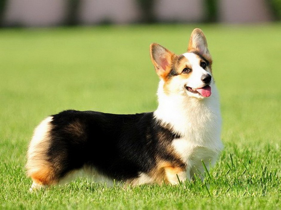 可爱小动物柯基犬