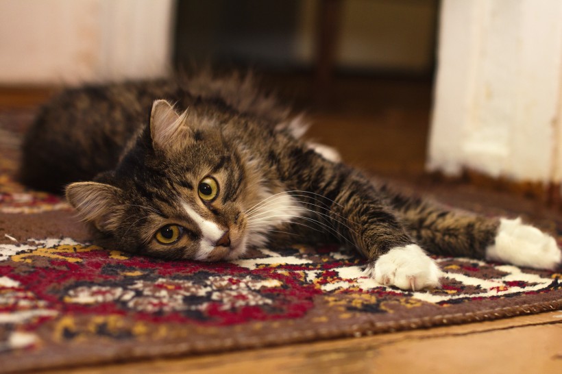 躺在地毯上的猫咪图片
