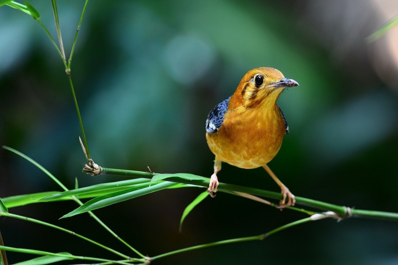 漂亮的橙頭地鶇鳥類圖片