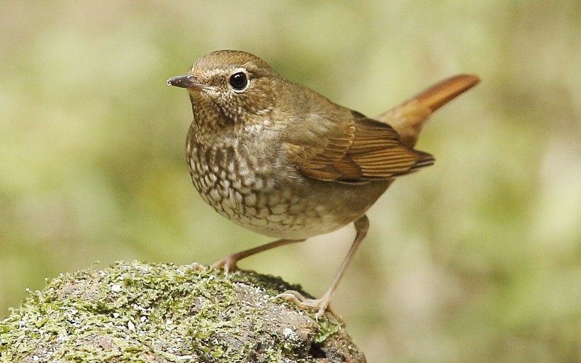 紅尾歌鴝鳥(niǎo)類(lèi)圖片