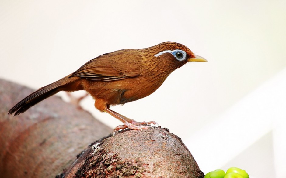 鳴聲婉轉(zhuǎn)動聽的畫眉鳥圖片大全