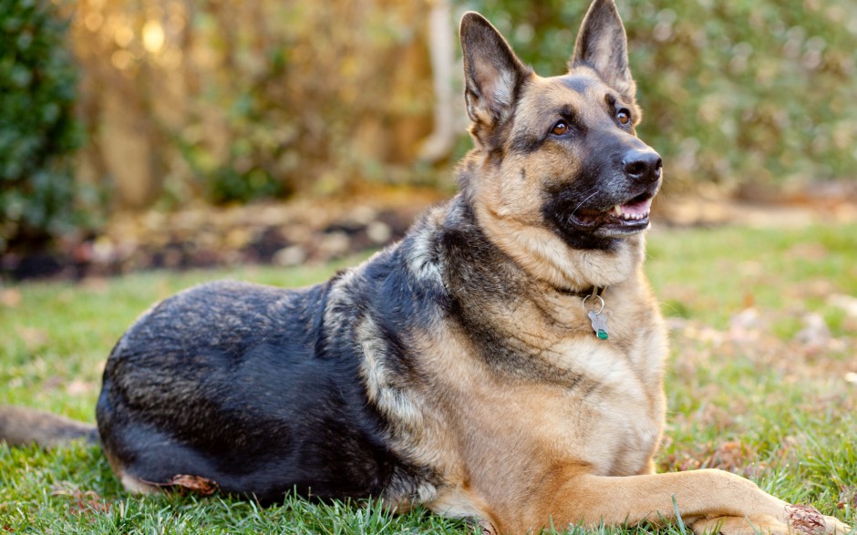 德國黑背犬圖片寫真欣賞