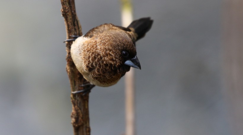 白腰文鳥圖片