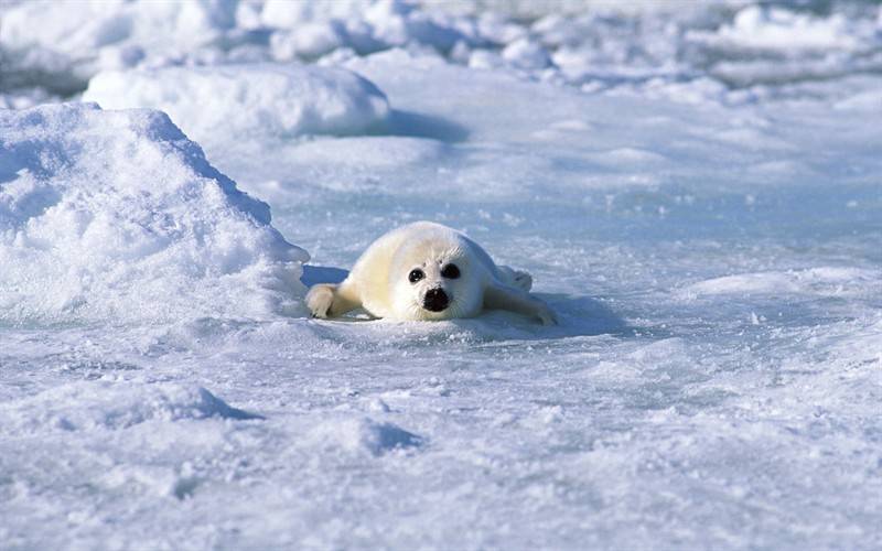 極地野生海獅海豹動物圖片