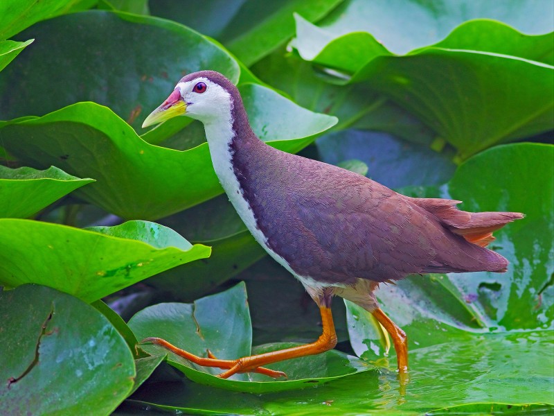 白胸苦惡鳥圖片