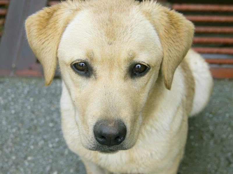 温和的拉布拉多犬图片