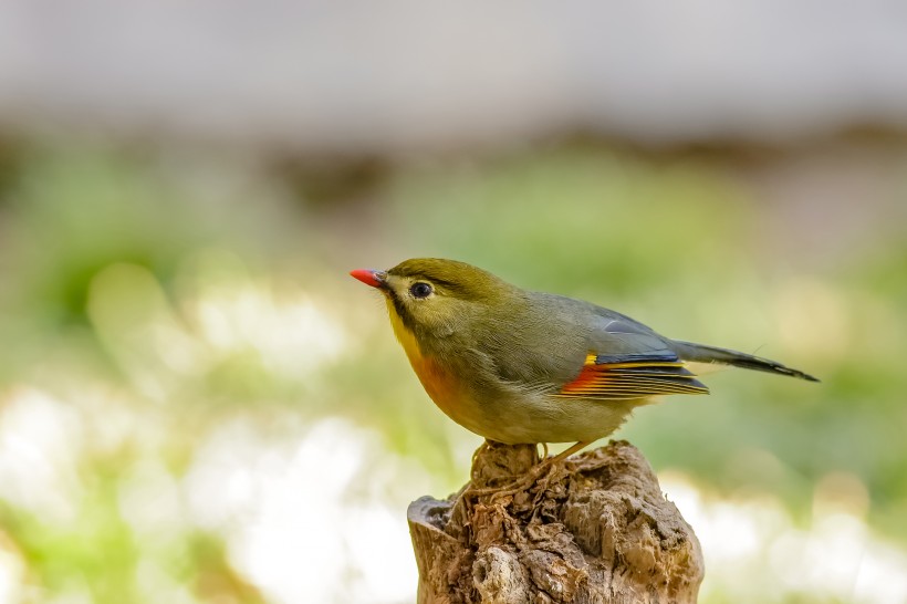 紅嘴相思鳥圖片