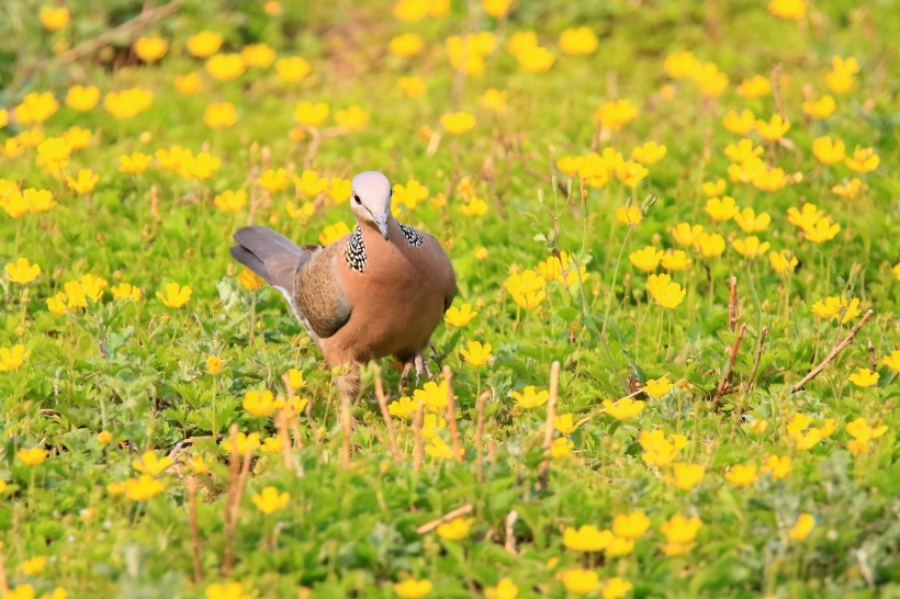 珠頸斑鳩圖片