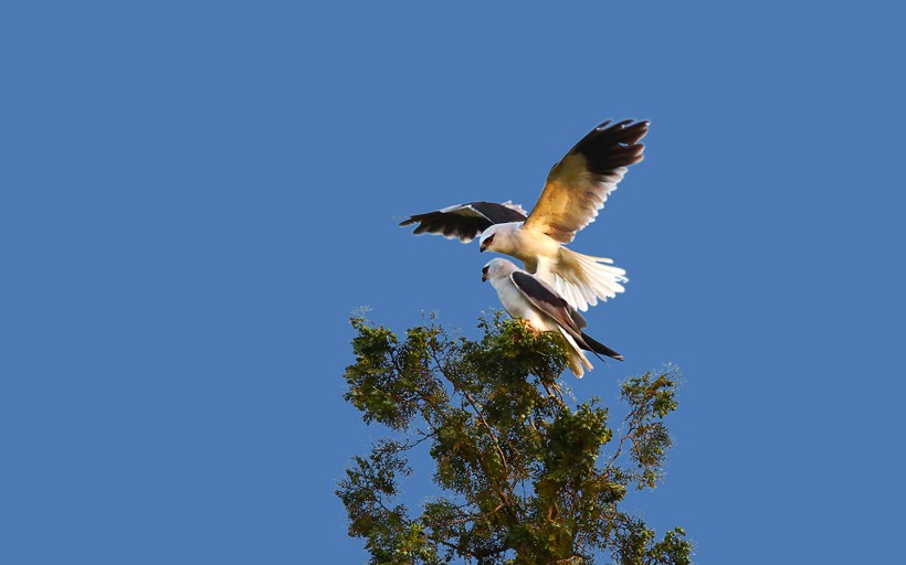 黑翅鳶鳥類圖片