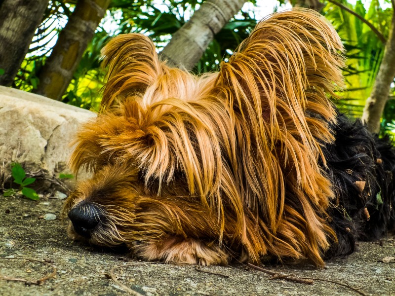 擁有華麗長毛的約克夏梗犬圖片