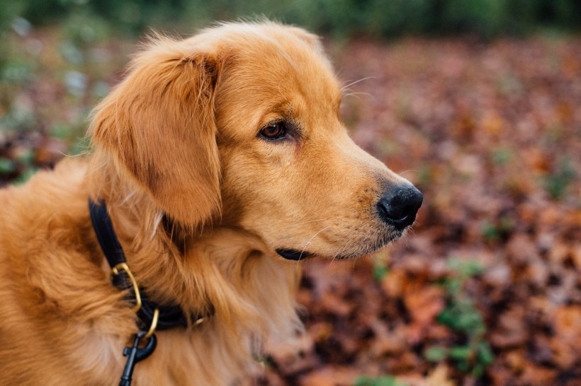 可爱的金毛犬图片