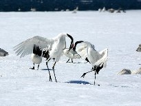 丹頂鶴圖片大全 田野休閑的丹頂鶴