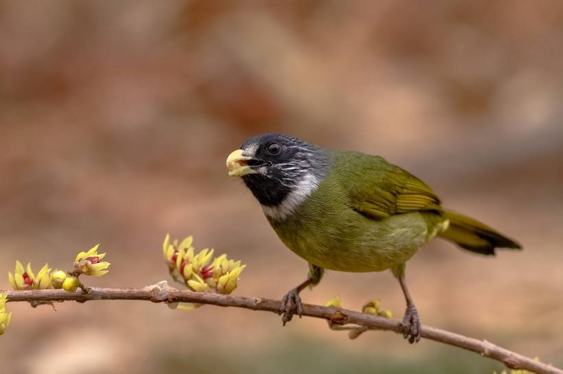 野生鳥類領(lǐng)雀嘴鵯攝影圖片