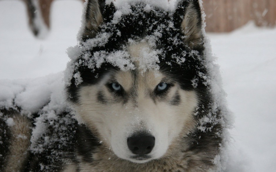 乖巧聽話的巨型雪橇犬圖片