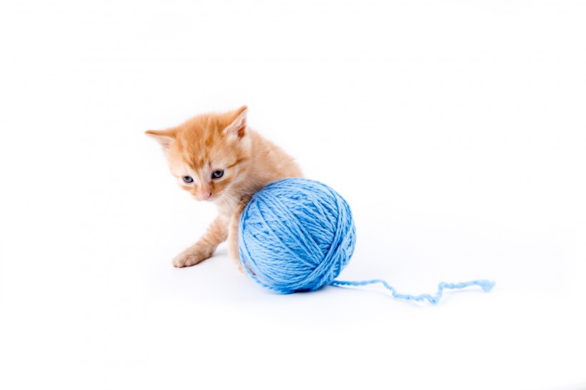 玩毛线团的猫咪图片