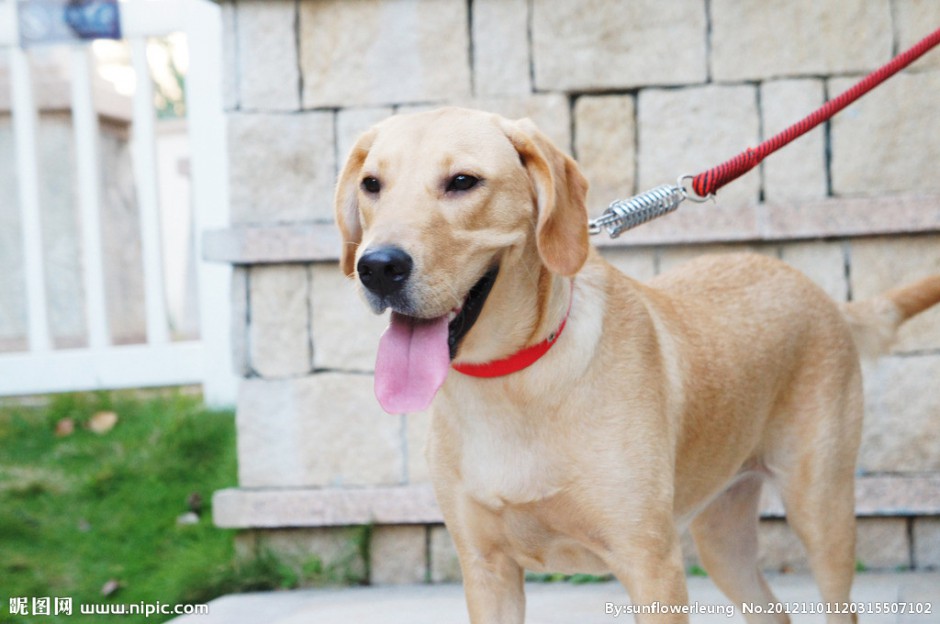 拉布拉多犬可爱幼犬图片