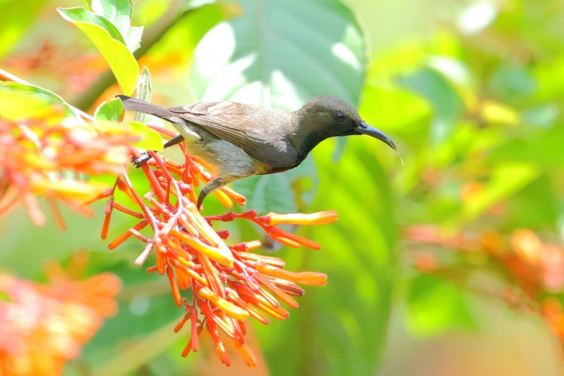 花蜜鳥圖片