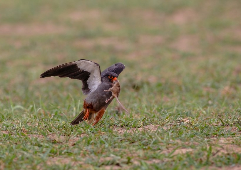 阿穆爾隼鳥類圖片