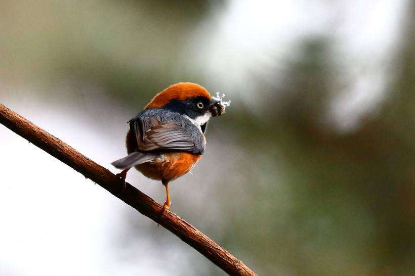 常見野生鳥類圖片活潑覓食的山雀特寫