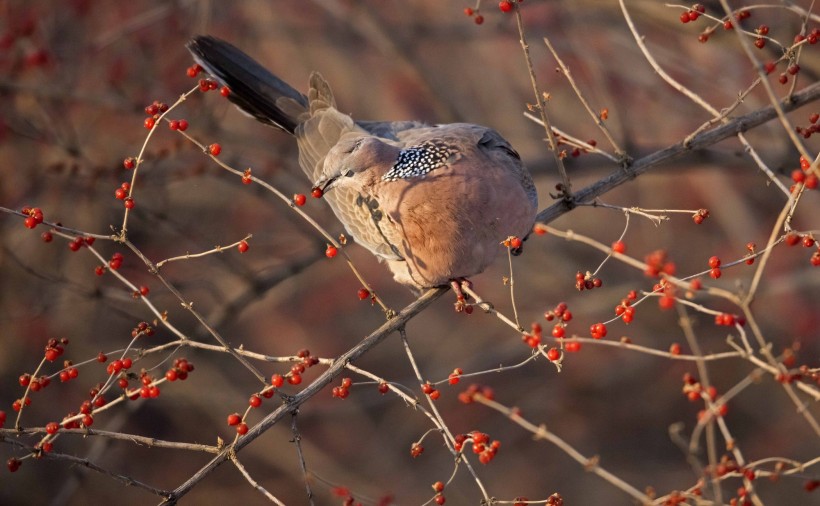 斑鳩圖片