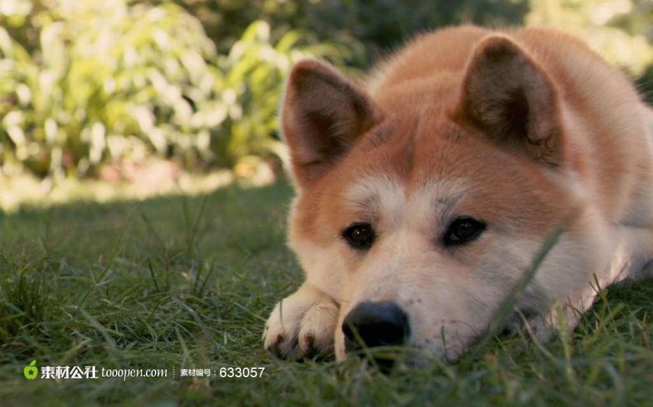 郁郁寡歡的成年秋田犬圖片