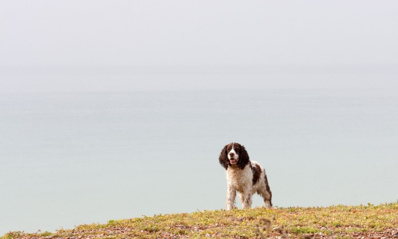 英国跳猎犬图片