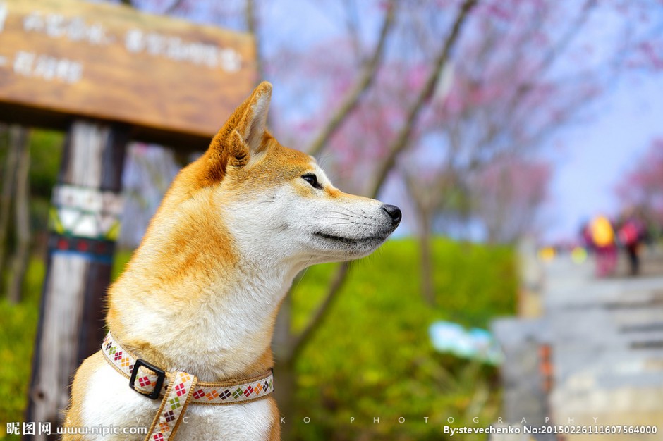 可愛的柴犬唯美高清壁紙