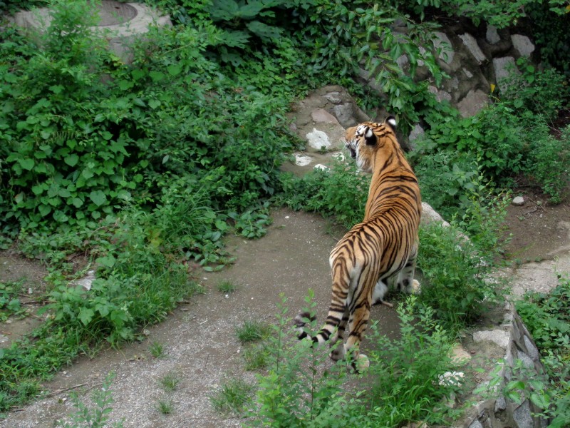 東北虎圖片