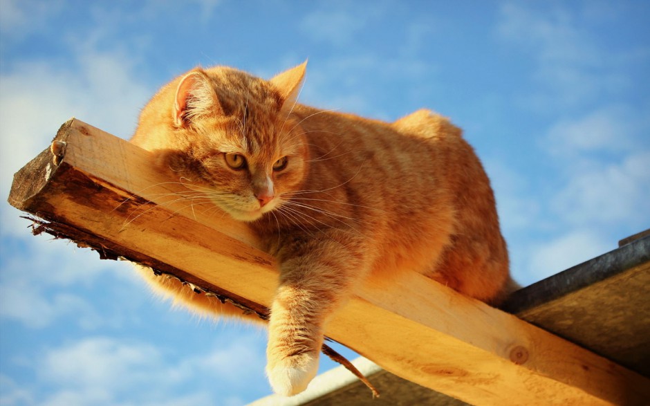 可爱狸花猫图片集锦