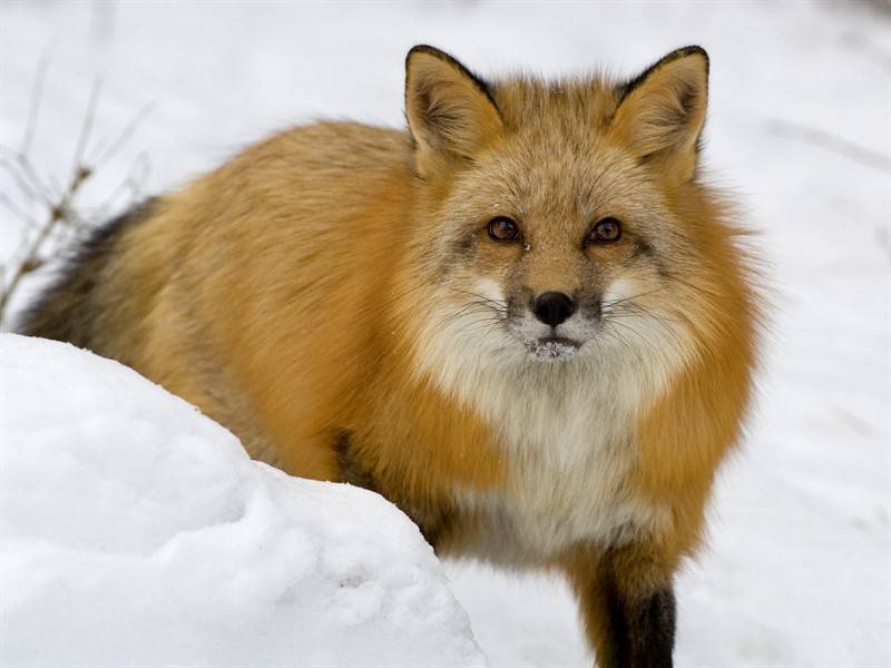 企鵝雪狐野生動物圖片合集