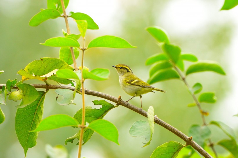 黃腰柳鶯鳥類圖片