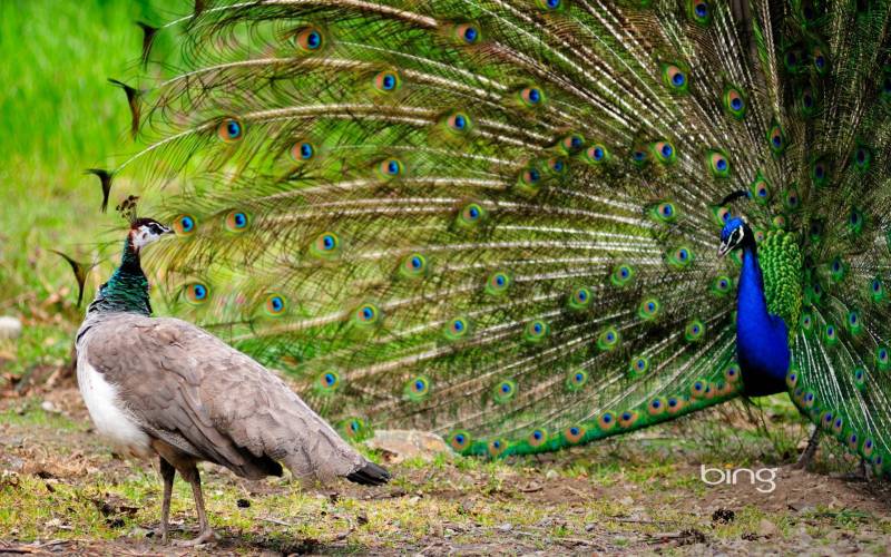 動物世界鳥類全集 有愛的翠鳥哺乳圖片