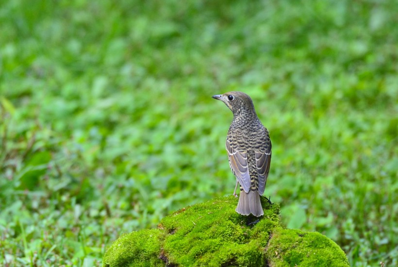 白喉磯鶇鳥(niǎo)類圖片