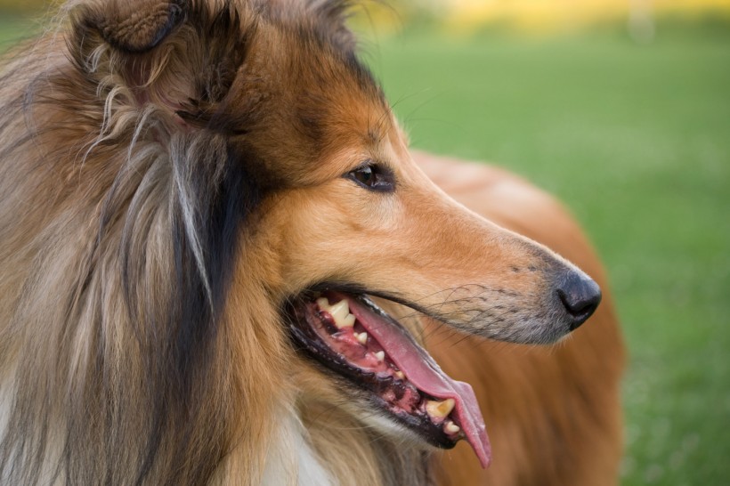 蘇牧（蘇格蘭牧羊犬）圖片